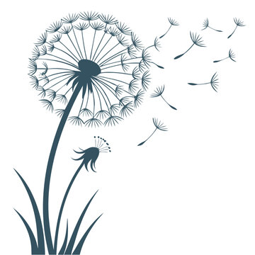 Dandelion silhouette vector illustration.with white background.
