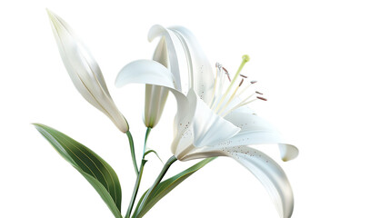 Fototapeta premium A delicate white lily flower against a transparent background.