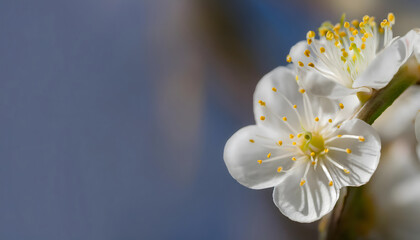 梅の花のテキストスペース