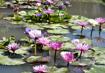 pink water lilies