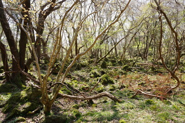 wild forest in early spring