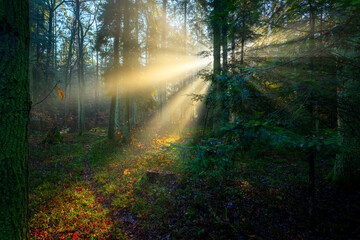 Naklejka premium Beautiful sunny morning in green forest