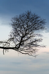 Dead branch of a Casuarina tree silhouetted against the evening sky. Coochiemudlo Island, Queensland, Australia