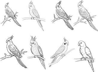 Cute flat vector realistic parrot Cockatiel sitting on a branch Exotic tropical bird Domestic parrot