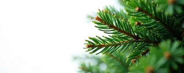 Obraz premium Close-up view of an isolated fir tree on a bright white background , wood, needle