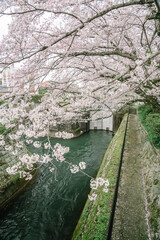 Blooming cherry blossoms background during travel at Lake Biwa in Kyoto, Japan in spring