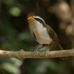 Close-up of a white-browed Scimitar-Babbler just out of taking a bath in the Thailand mountains