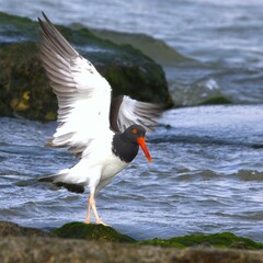 American Oystercatcher airing out it's wet wings