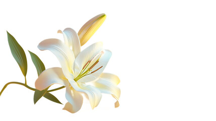 A delicate white lily flower against a transparent background.