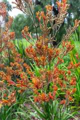 Kangaroo paw is the common name for a number of species, in two genera of the family Haemodoraceae, that are endemic to the south west of Western Australia
