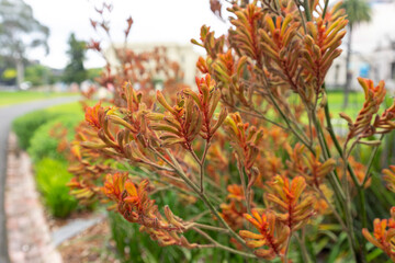 Kangaroo paw is the common name for a number of species, in two genera of the family Haemodoraceae,...