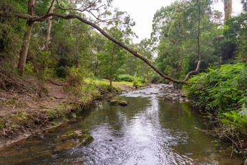 Naklejka premium Beautiful nature view of Kennett River Nature Walk, Victoria, Australia.