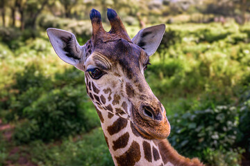 2025-01-04 CLOSE UP OF A LARGE ADULT GIRAFFE WITH BIG DARK EYES AND A BLURRED OUT BACKGROUND IN KAREN KENYA