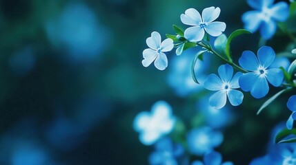 Delicate blue flowers in soft focus against a blurred background