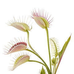 Venus flytrap in isolate white background