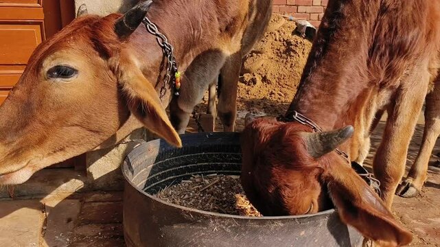 Two sahiwal and gyr cattles eating fodder together from the same pot. Zebu cattle young Indian cow sahiwal breed.