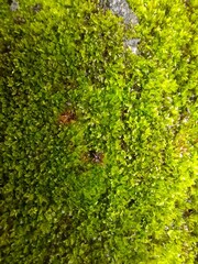 moss on rock with micro camera