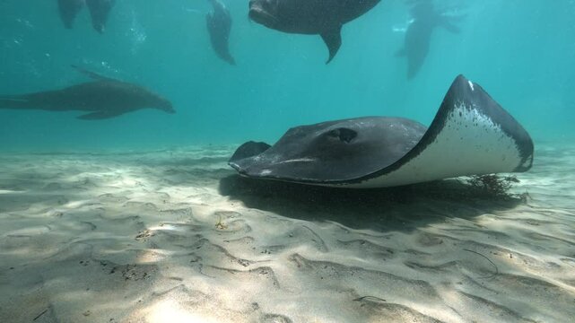 Worlds largest Stingray species swimming 