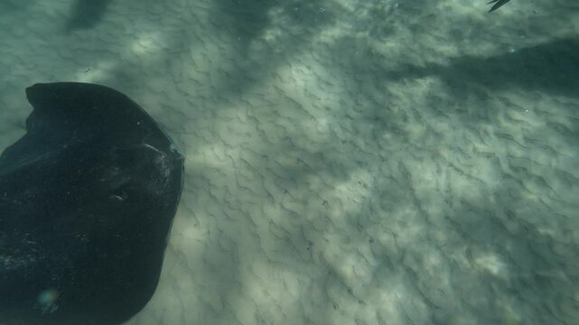 Worlds largest Stingray species swimming 