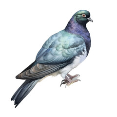 watercolor Pigeon isolated white background
