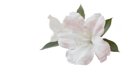 Fototapeta premium A delicate white azalea flower against a transparent background.
