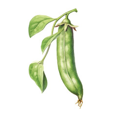 watercolor Pea pod isolated white background