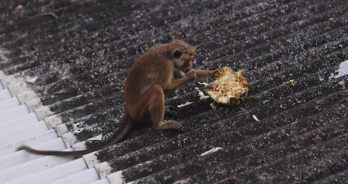 A toque macaque on a rooftop in Sri Lanka eating a fresh jackfruit. Captivating footage showcasing wildlife in its natural tropical habitat. Great for nature and travel themes. 