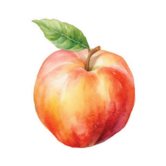 watercolor Peach isolated white background