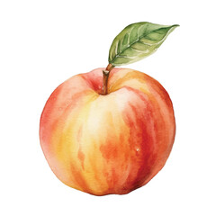 watercolor Peach isolated white background