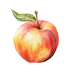 watercolor Peach isolated white background