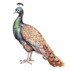 Obraz premium watercolor peacock isolated white background