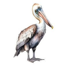 watercolor Pelican isolated white background