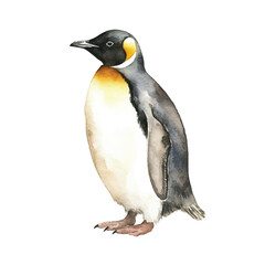 watercolor Penguin isolated white background