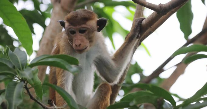 A toque macaque is seen sitting on a tree branch in the lush Sri Lankan jungle, observing its surroundings. This wildlife footage is perfect for nature, travel, and documentary projects. 