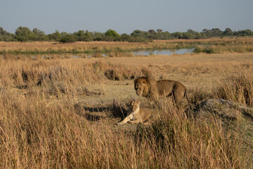 Big lion lying on savannah grass. Landscape with characteristic trees on the plain and hills in the background