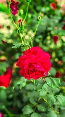 Red Rose in the Garden with the little Roses