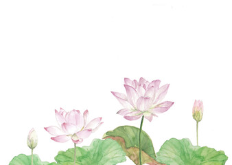 水彩で描いた白背景に蓮の花のイラスト素材 透過背景 コピースペース