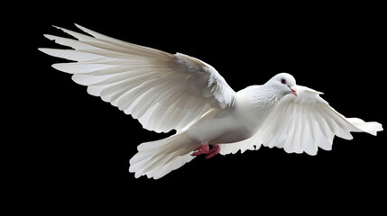 Obraz premium white pigeon isolated on white transparent background,generative ai