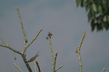 Rock sparrow flying