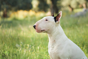 Obraz premium A white bull terrier sits calmly in a grassy field, surrounded by trees and nature. The peaceful surroundings create a serene outdoor portrait of the dog.