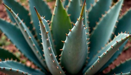 Close-Up Agave Plant with Spiky Leaves