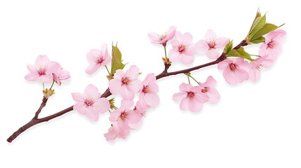 Obraz premium Delicate Pink Cherry Blossom Branch with Fresh Leaves Isolated on White Background Cherry Blossom Season