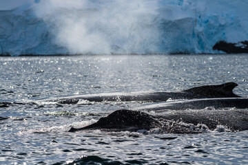 Close-up of the back of a diving humpback whale -Megaptera novaeangliae- including the dorsal fin...