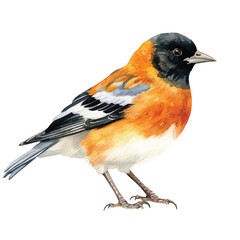 watercolor Oriole isolated white background