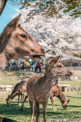 Deer in Nara Park, Japan during cherry blossom season in spring