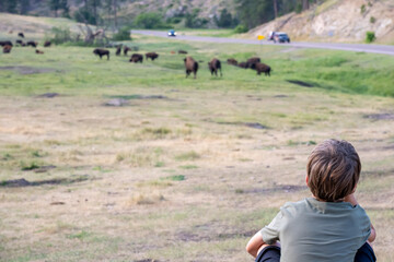 Fototapeta premium Child looking out over the bison buffalo herd at Custer State Park, South Dakota 