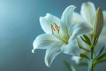 A close up of a white lily on a blue background
