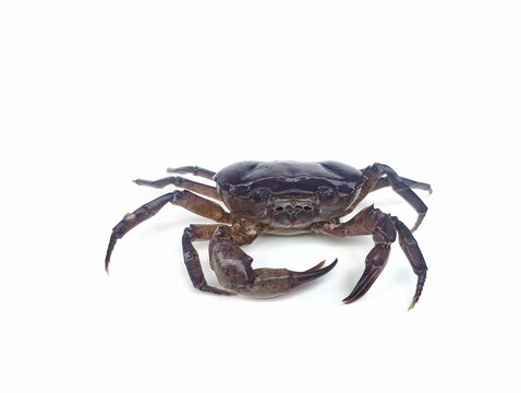 Purple freshwater river crab isolated on white background 