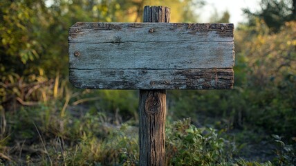 worn wood from a swamp