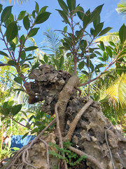 Bonsai has become part of a lifestyle for plant lovers, especially bonsai lovers.